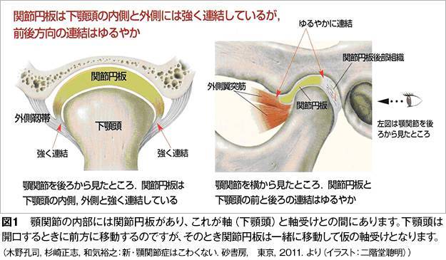 顎関節の解剖