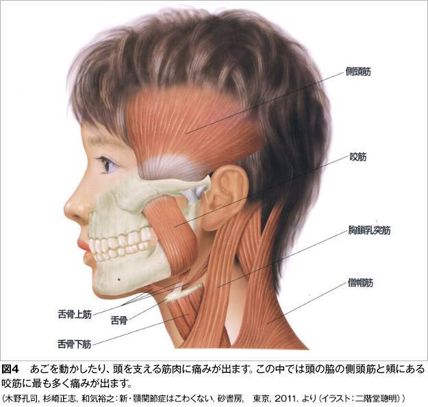 開口筋と閉口筋