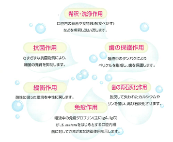 唾液の作用