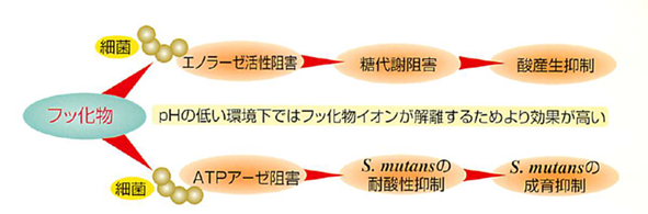フッ素の細菌に対する作用