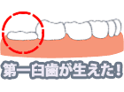 第一大臼歯が増える時期